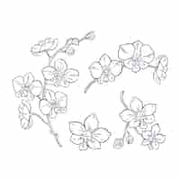 Free vector hand drawn orchid outline illustration