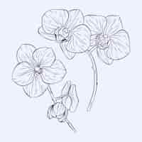 Free vector hand drawn orchid outline illustration