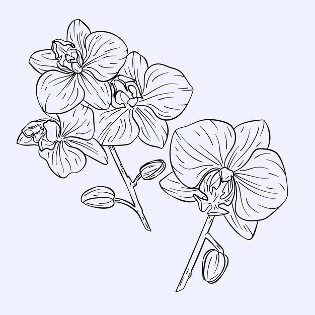 Hand drawn orchid outline illustration