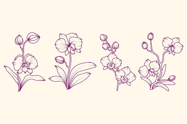 Free vector hand drawn orchid outline illustration