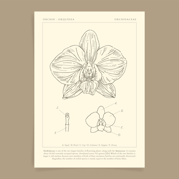 Free vector hand drawn orchid outline illustration