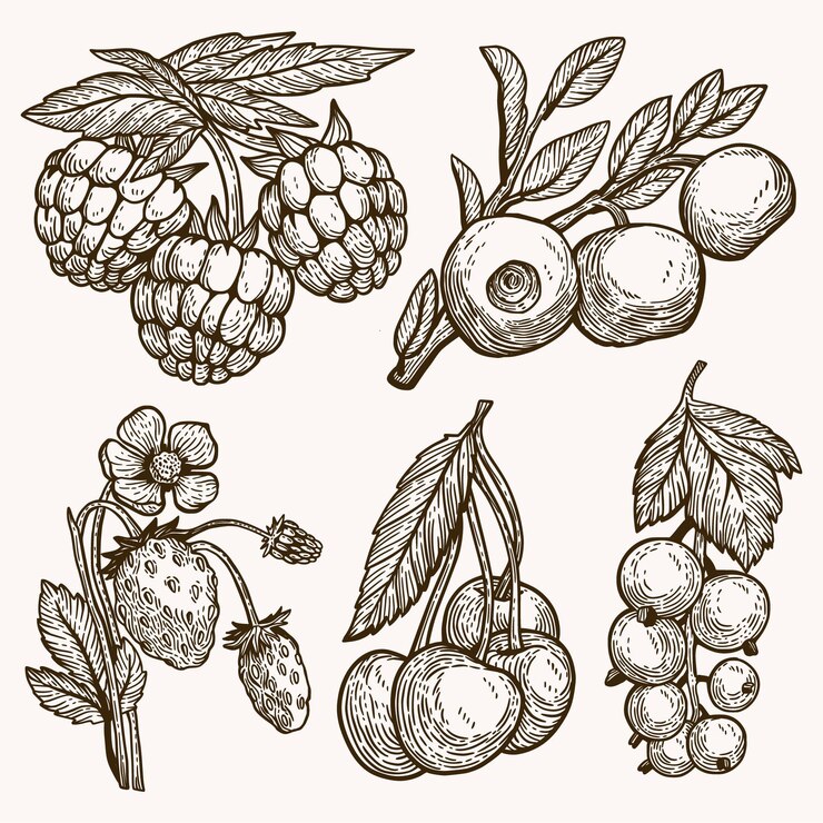 Free Vector hand drawn outline berries pack