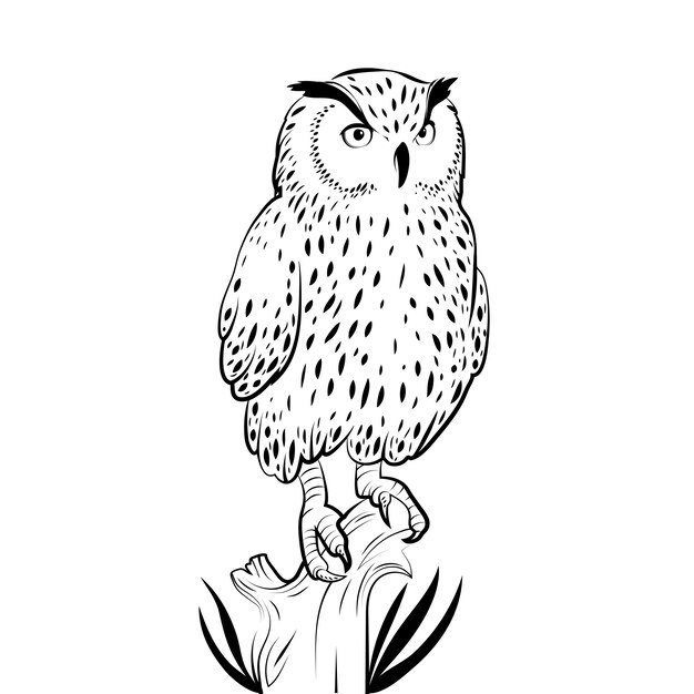 Hand drawn owl outline illustration