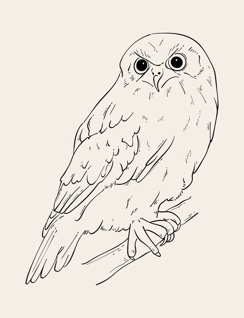 Hand drawn owl outline illustration