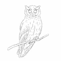 Free vector hand drawn owl outline illustration