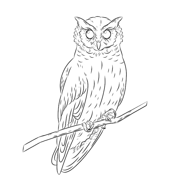 Нарисованная рукой иллюстрация контура совы