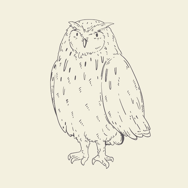 Нарисованная рукой иллюстрация контура совы