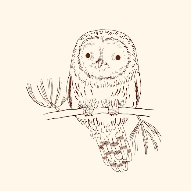 Hand drawn owl outline illustration