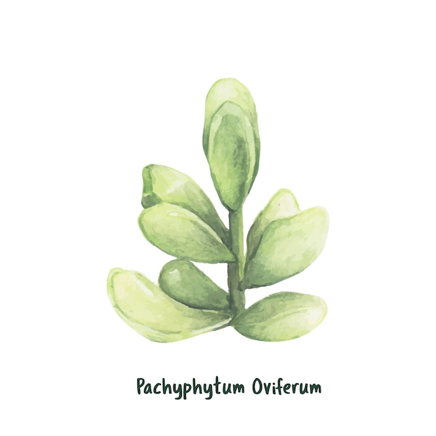 Ручная нить pachyphytum oviferum succulent