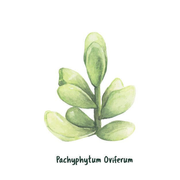 손으로 그린 pachyphytum oviferum 즙