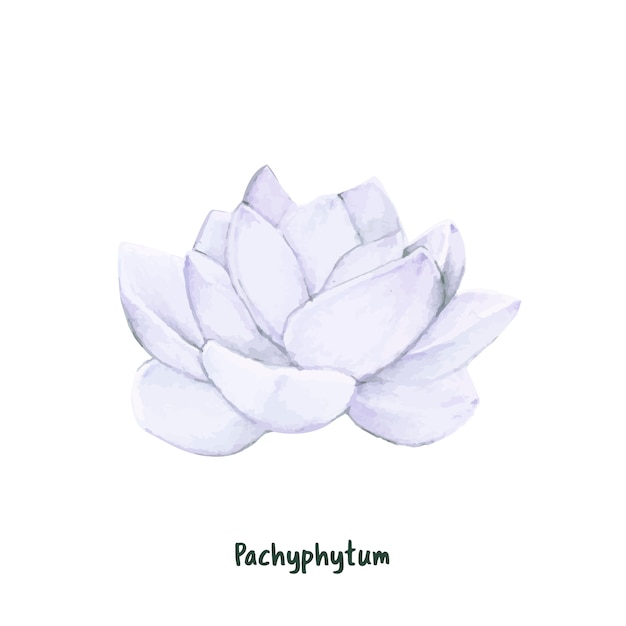 손으로 그린 pachyphytum 즙이 많은 절연