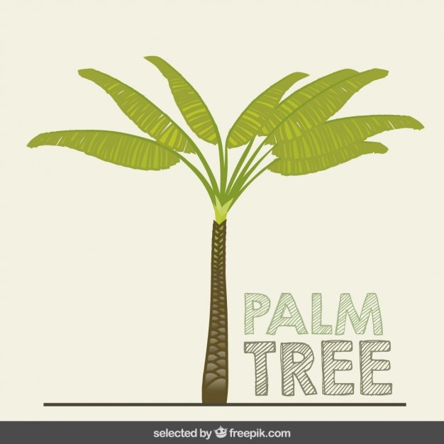 Hand drawn palm tree