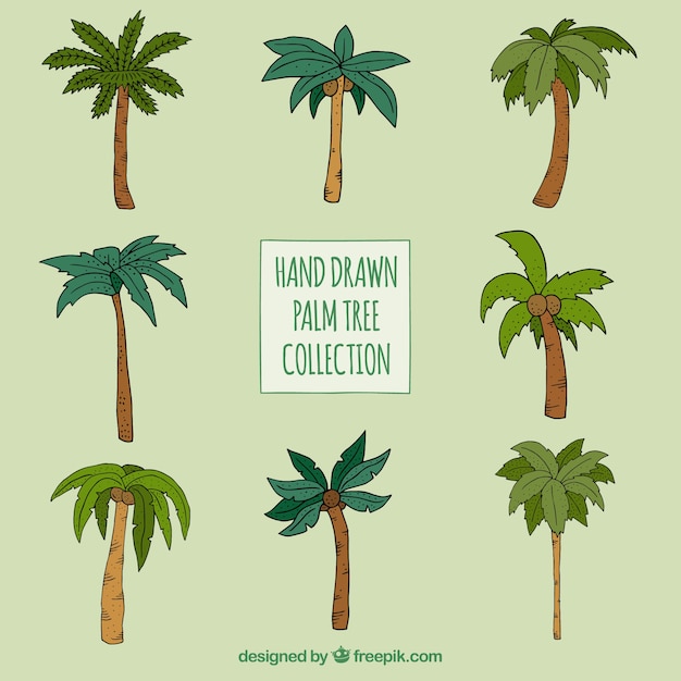 Free vector hand drawn palm trees set of different types