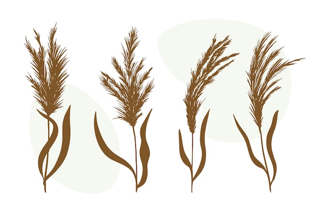 Hand drawn pampas illustration