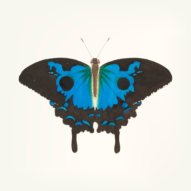 Hand drawn of papilio diomedes