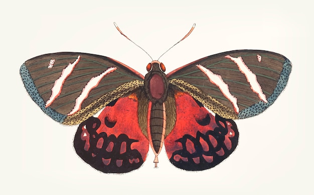 Hand drawn of papilio icarus