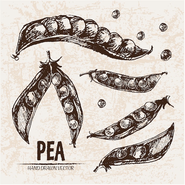 Free vector hand drawn pea collection
