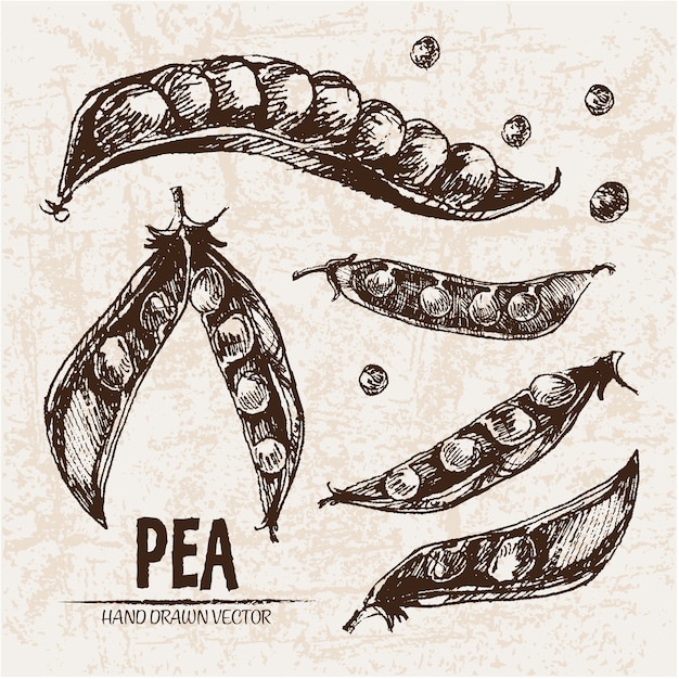 hand drawn pea collection