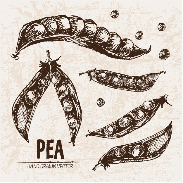 Hand drawn pea collection