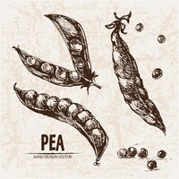Free vector hand drawn pea collection