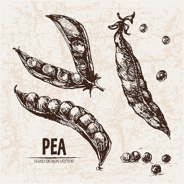 Hand drawn pea collection