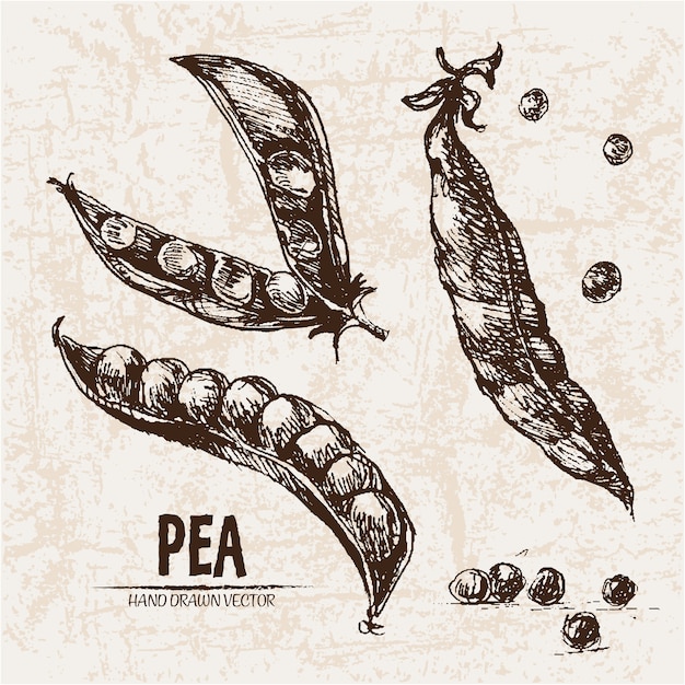 hand drawn pea collection