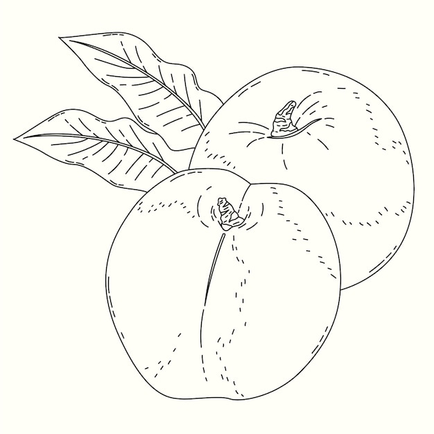 Free vector hand drawn peach outline illustration