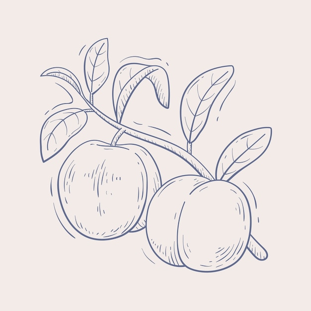 Бесплатное векторное изображение Иллюстрация очертаний персика, нарисованная вручную