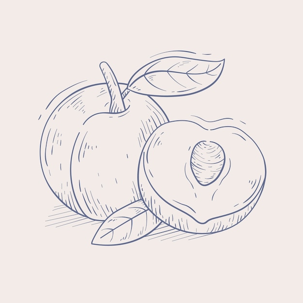 Free Vector hand drawn peach  outline illustration