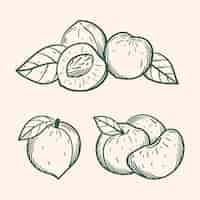 Free vector hand drawn peach  outline illustration