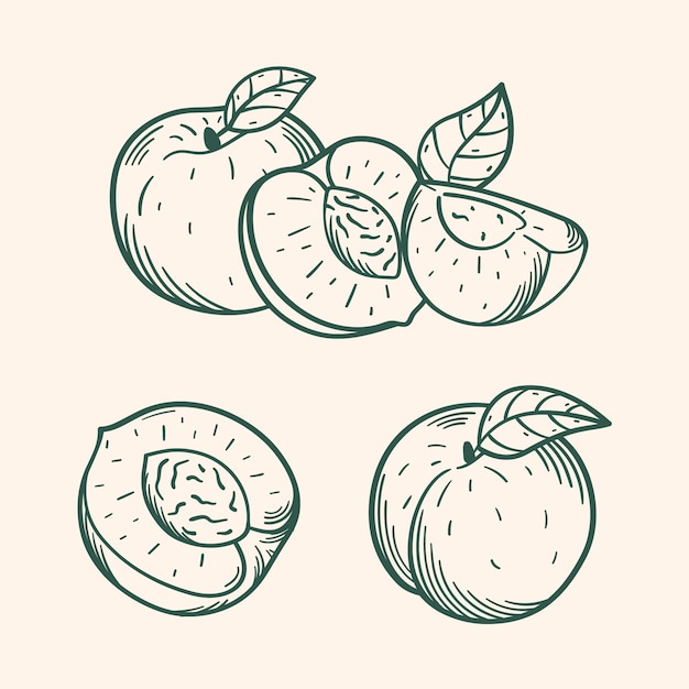 Hand drawn peach  outline illustration