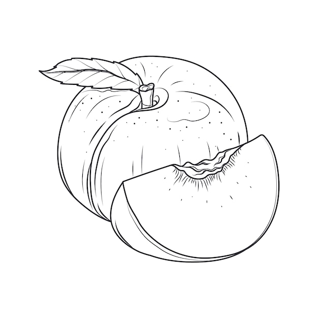 Иллюстрация очертаний персика, нарисованная вручную
