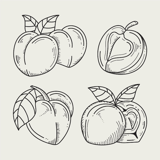 Hand drawn peach outline illustration