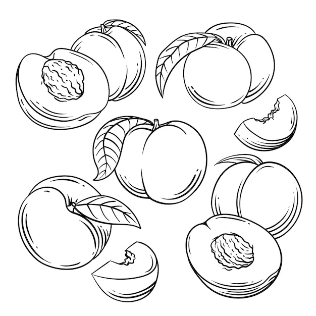 Бесплатное векторное изображение Нарисованная рукой иллюстрация контура персика
