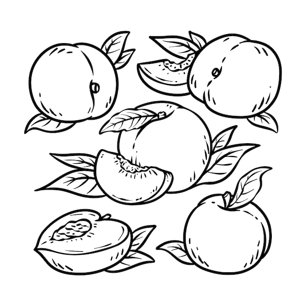 Free vector hand drawn peach  outline illustration