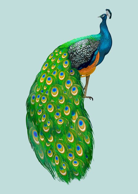 手描き孔雀