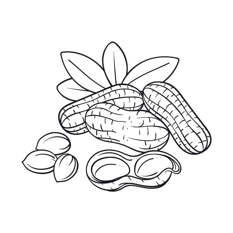 Free Vector hand drawn peanut outline illustration