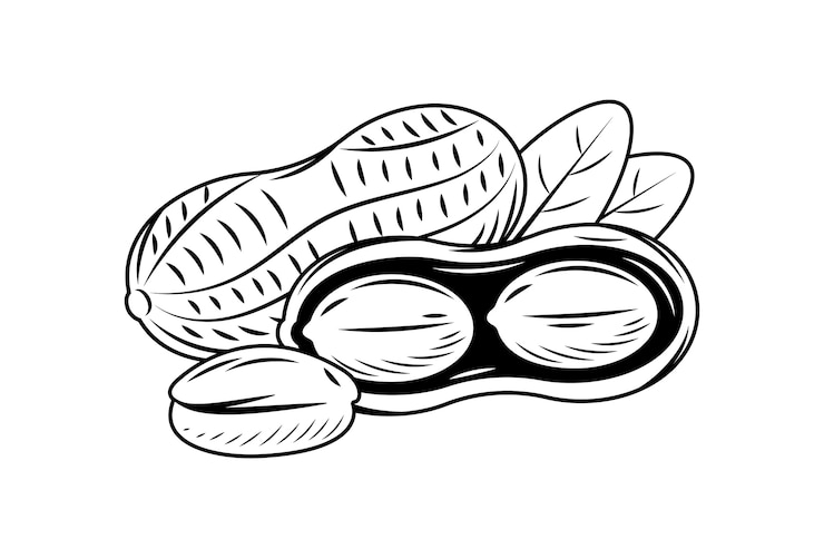 Free Vector hand drawn peanut outline illustration