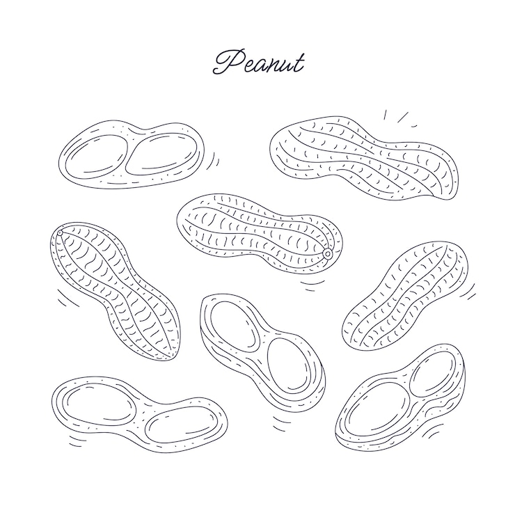 Free Vector hand drawn peanut outline illustration