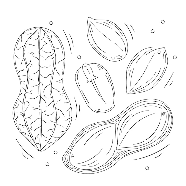 Бесплатное векторное изображение Иллюстрация очертаний арахиса, нарисованная вручную