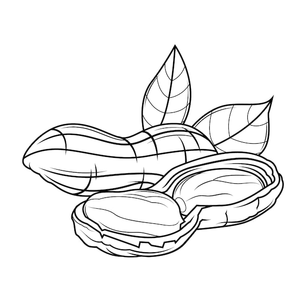 Нарисованная рукой иллюстрация контура арахиса