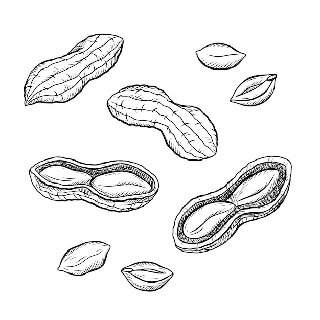 Free vector hand drawn peanut  outline illustration