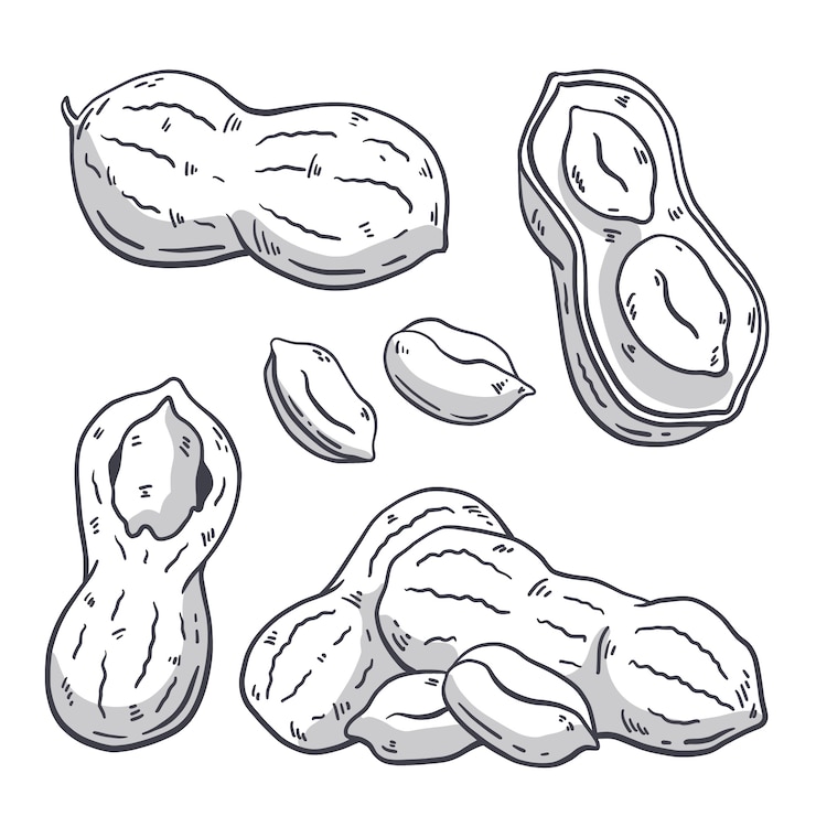 Free Vector hand drawn peanut  outline illustration