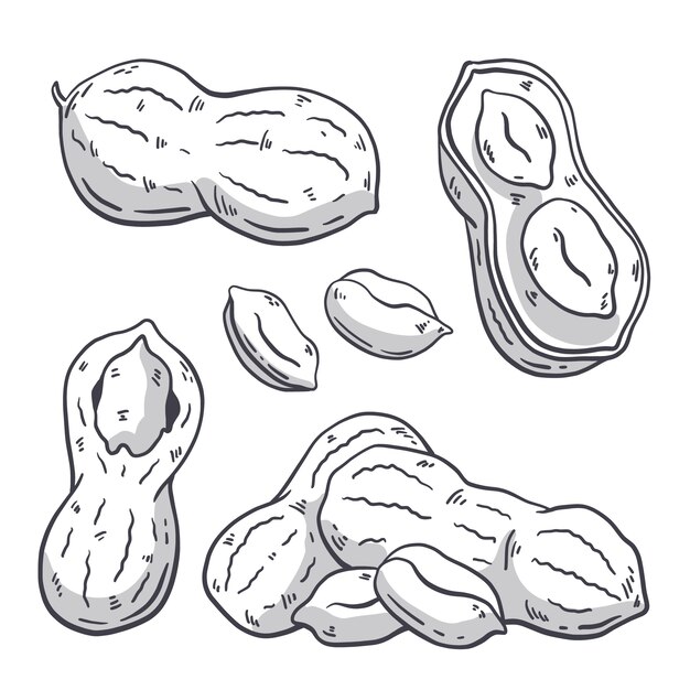 Hand drawn peanut  outline illustration