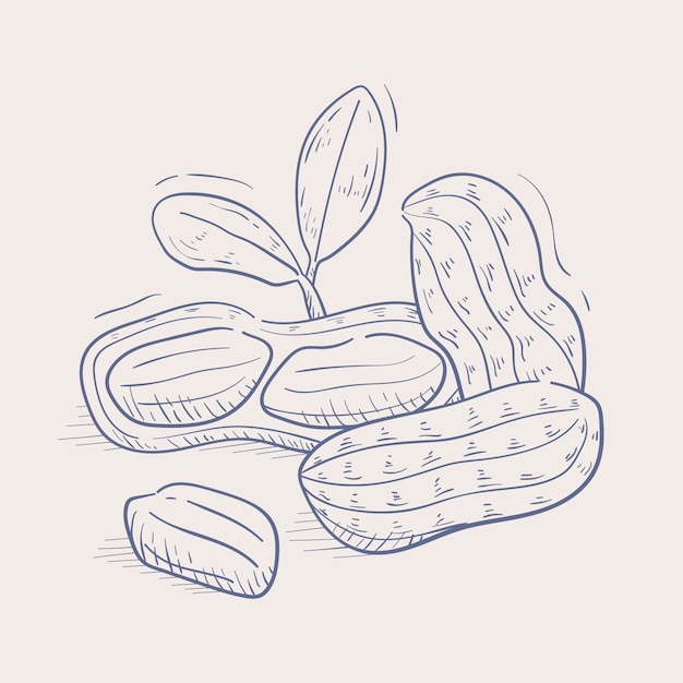 Free vector hand drawn peanut  outline illustration