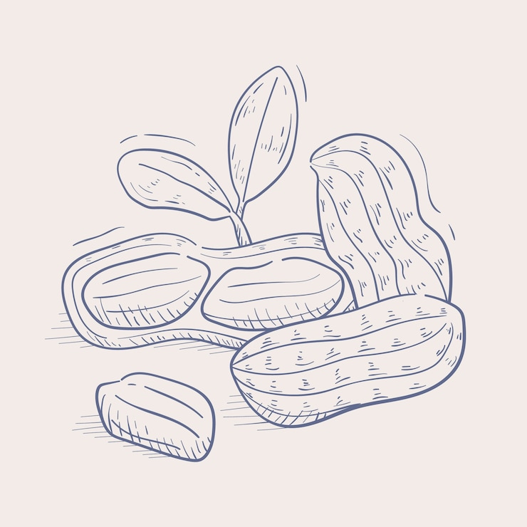 Free Vector hand drawn peanut  outline illustration