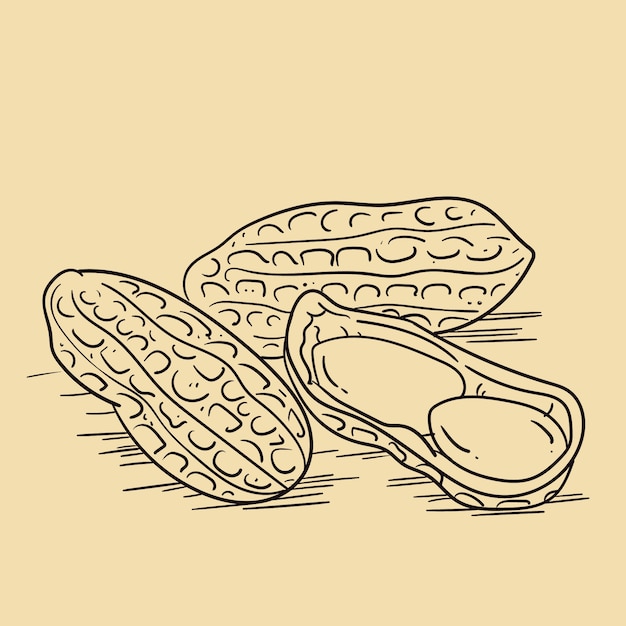 Hand drawn peanut  outline illustration