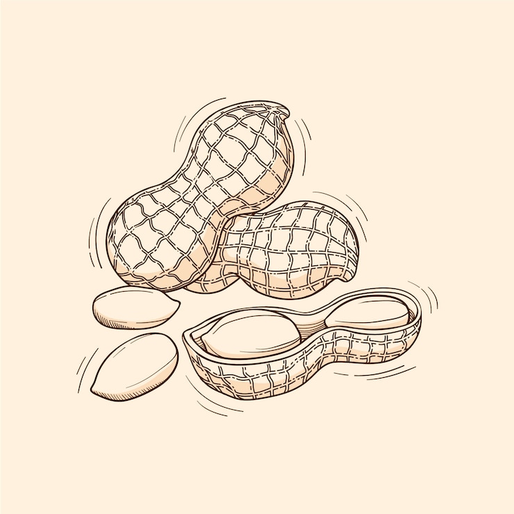 Free Vector hand drawn peanut  outline illustration