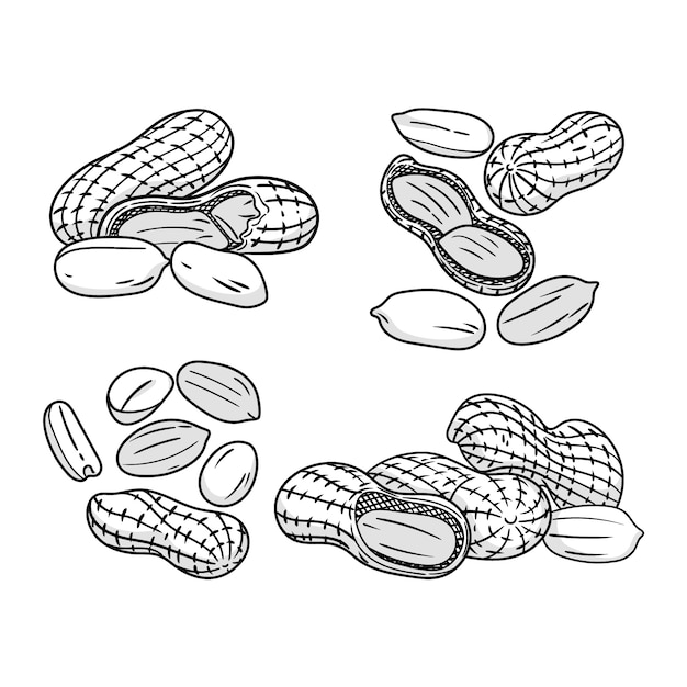 Hand drawn peanut  outline illustration