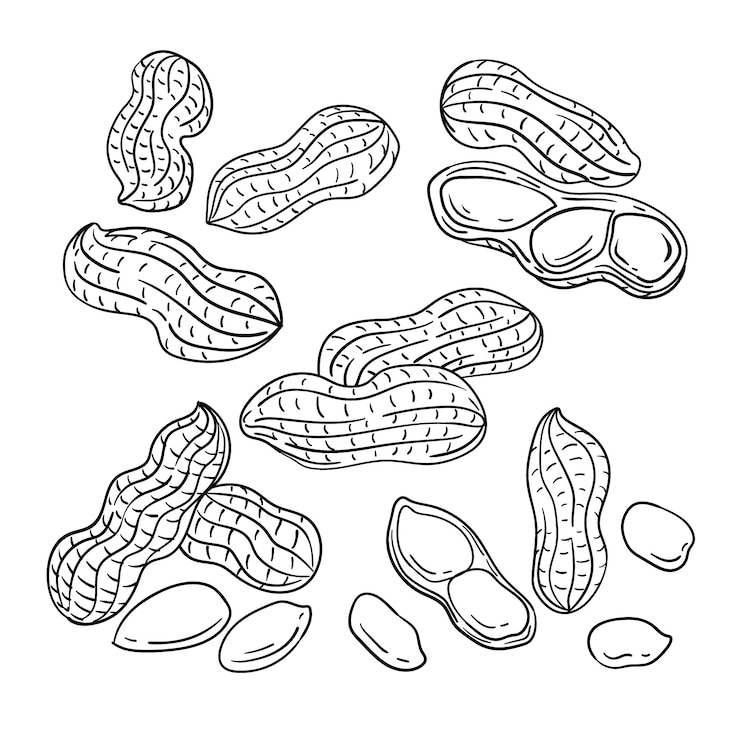 Free Vector hand drawn peanut  outline illustration